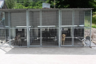 Dog Kennel