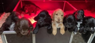 Dog Whelping box