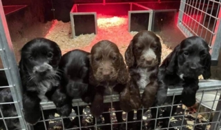 Dog Whelping box
