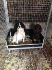 KM Dog Trailers manufacturer of Jump Up Dog Beds
