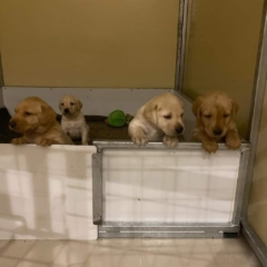 Whelping pen for puppies