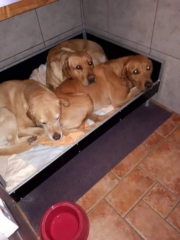 Jump up Dog Bed raised off the floor - for ambient body temperature