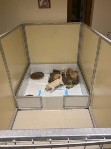 Whelping box - puppy box Whelping puppy pen