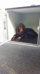 Dog Transport Cube - for transporting dogs dog box for towbar - manufactured by KM Dog Trailers