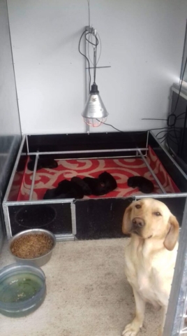 Whelping Box
